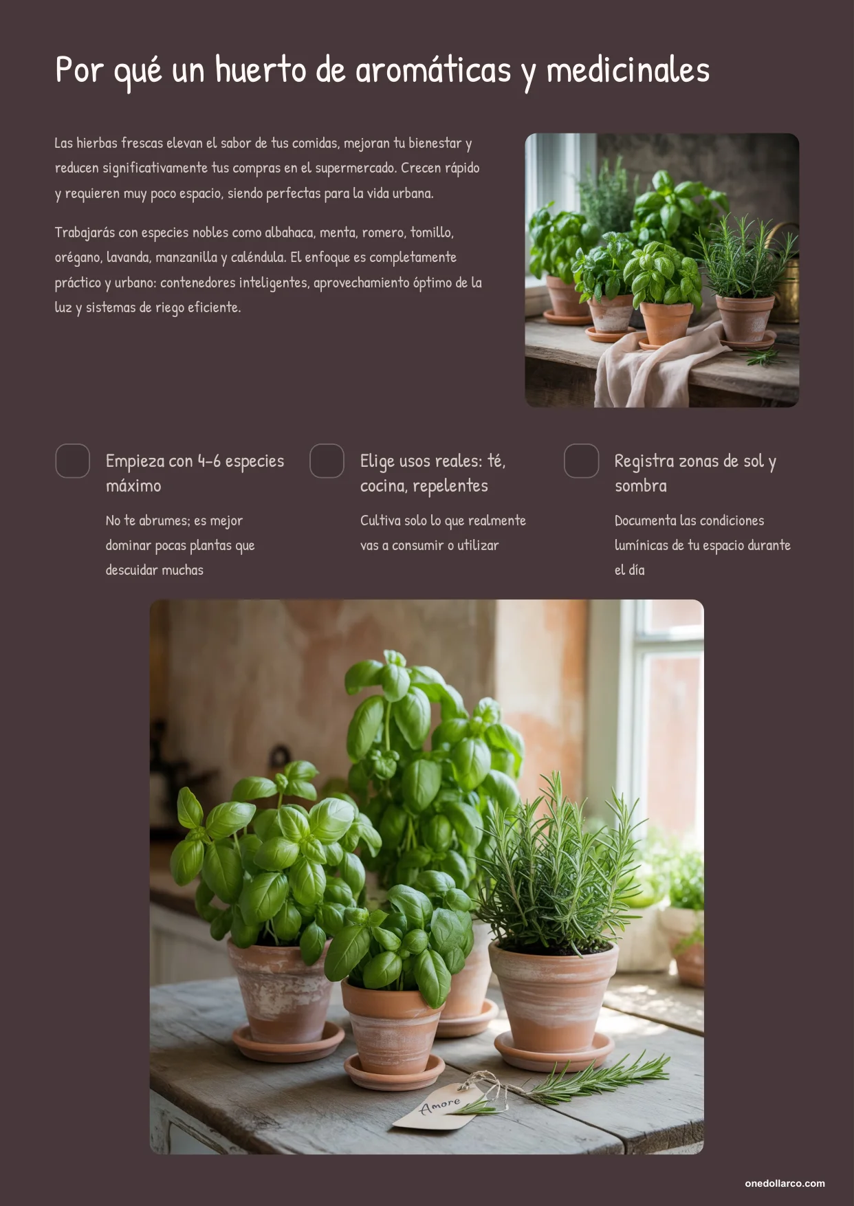 Aromatic and Medicinal Herb Garden — Page 4