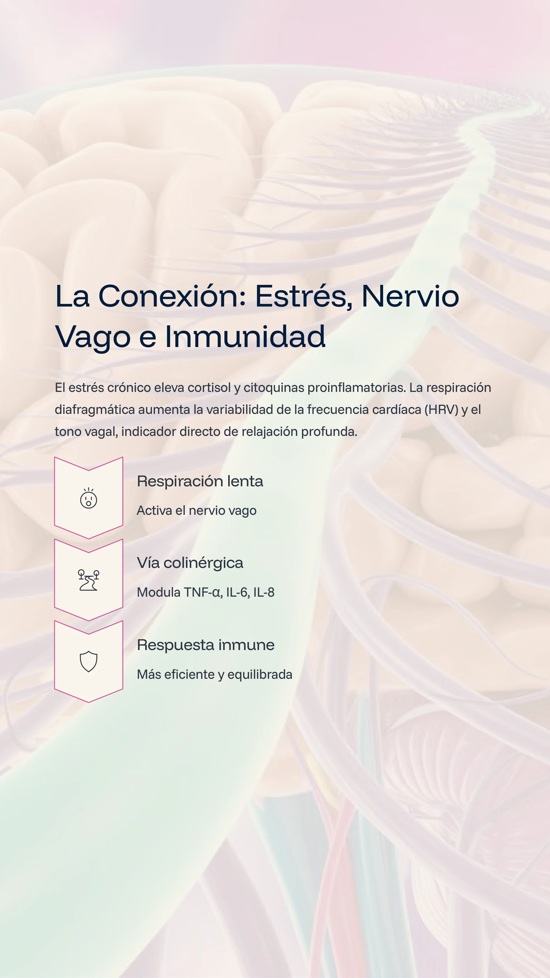 Diaphragmatic Breathing: Your Natural Immune Shield — Page 4