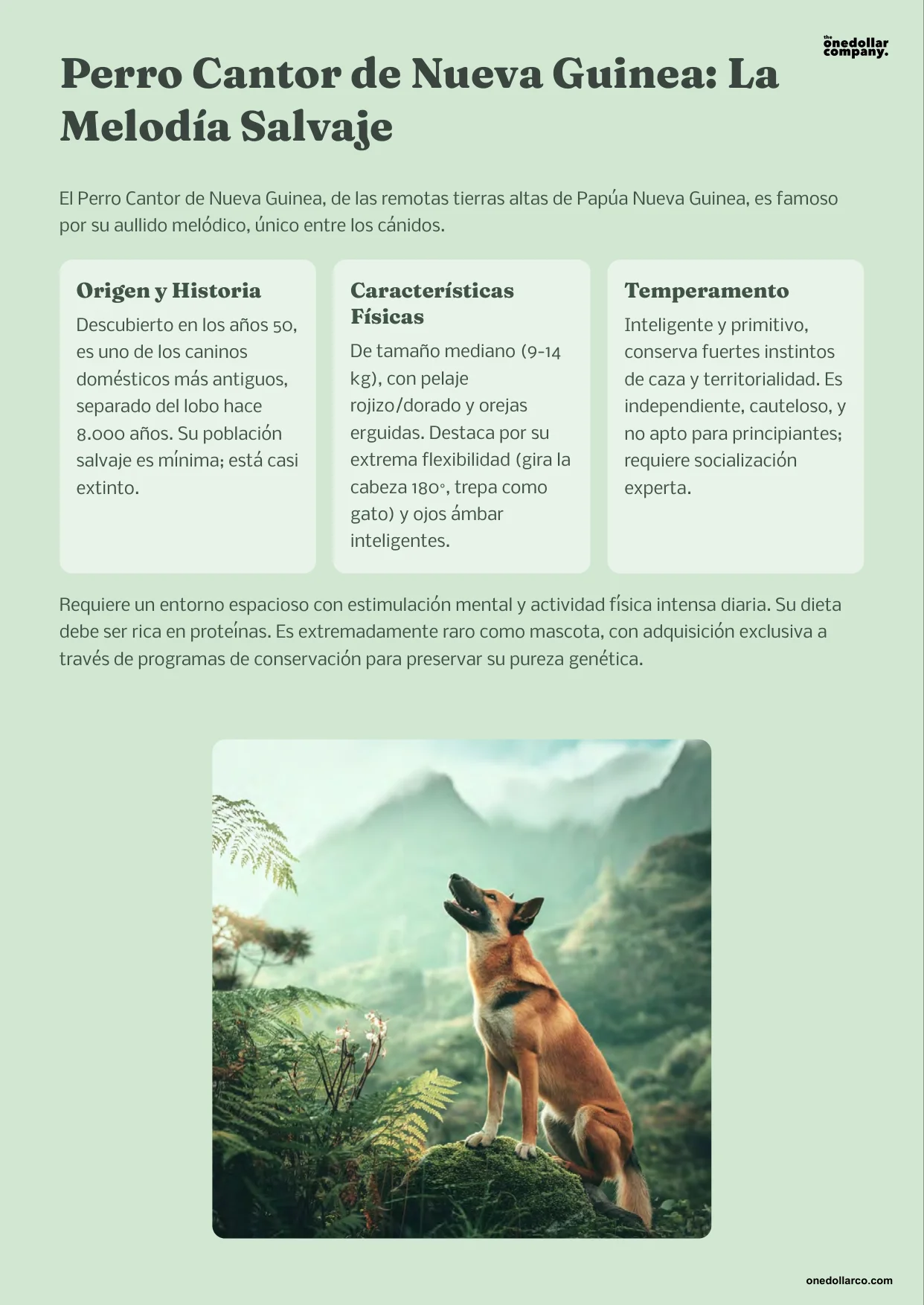 Exotic Dog Breeds Unique Beauty — Page 4